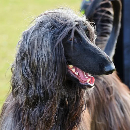 Afghan Hound