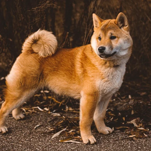 Akita Inu