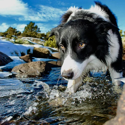 American Water Spaniel