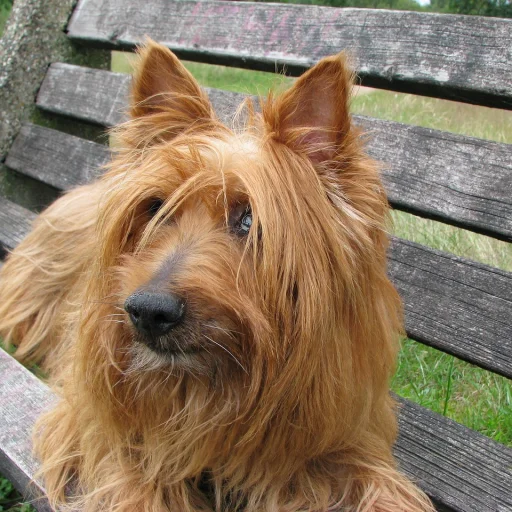 Australian Terrier