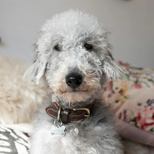 Bedlington Terrier
