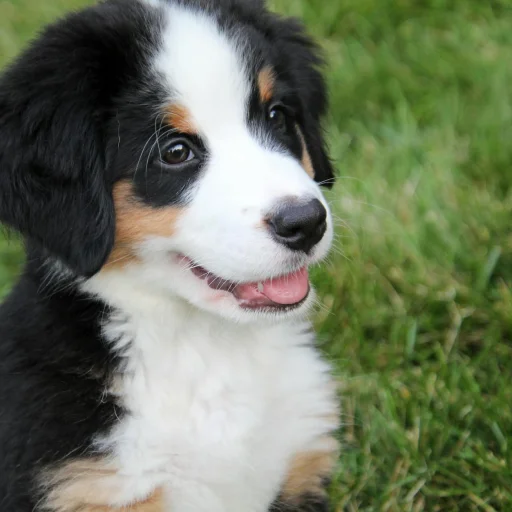 Bernese