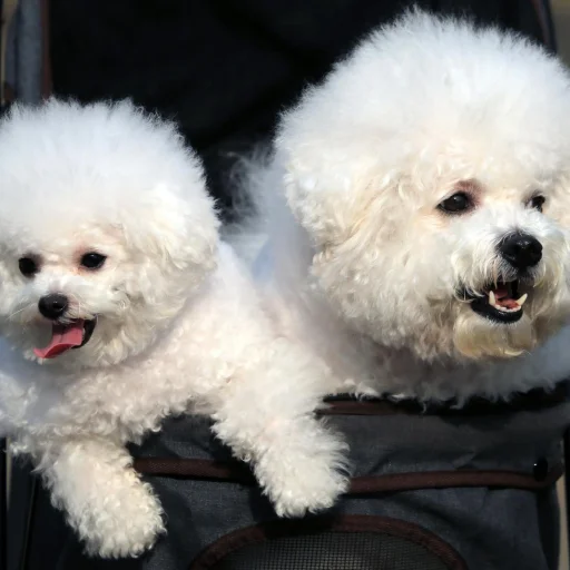 Bichon Frisé