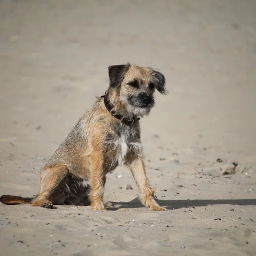Border Terrier