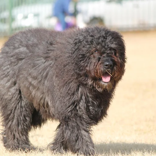 Bouvier des Flandres