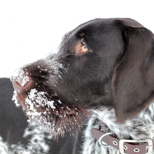 Braco Alemão de Pelo Curto
