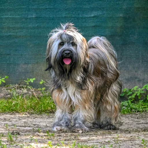 Briard