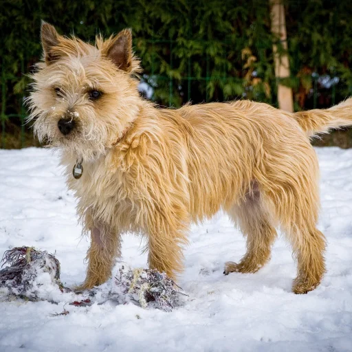 Cairn Terrier