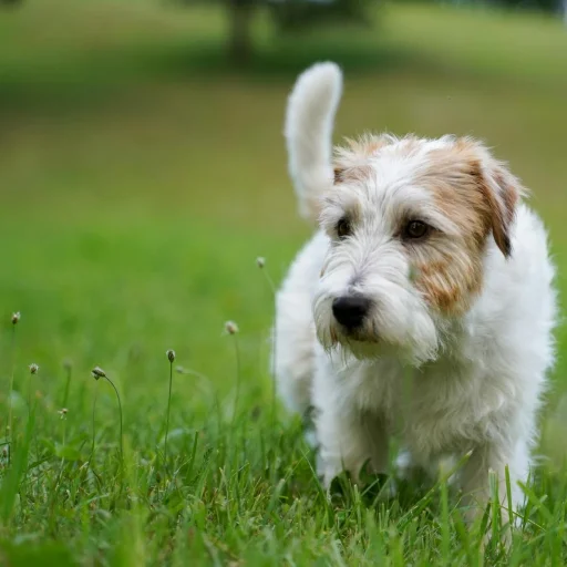 Cão da Serra de Aires