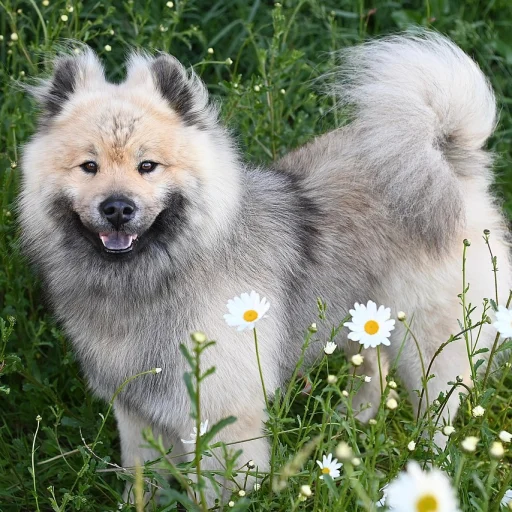 Cão de Água Português