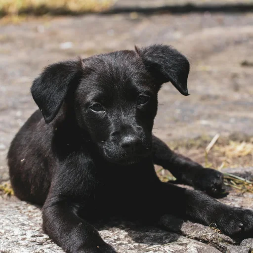 Cão de Fila de São Miguel