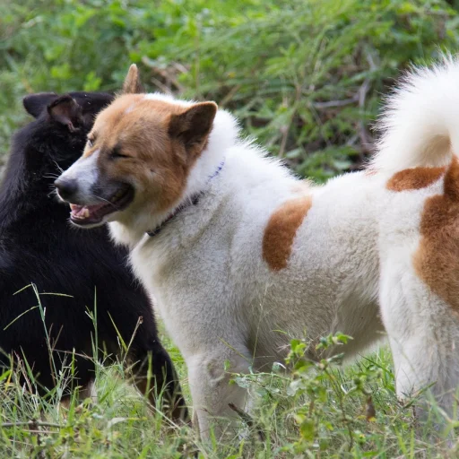 Cão Tailandês de Bangkaew