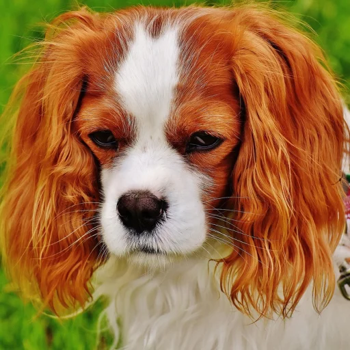 Cavalier King Charles Spaniel