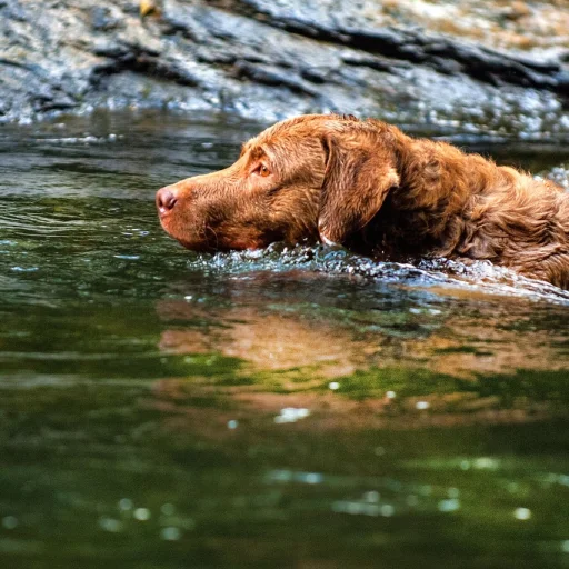 Chesapeake Bay Retriever