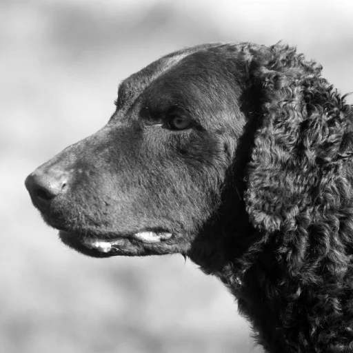 Curly-Coated Retriever