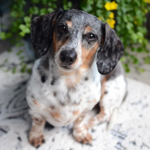 Dachshund