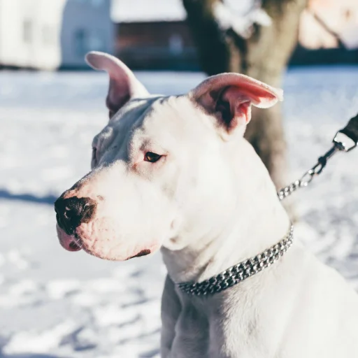 Dogo Argentino