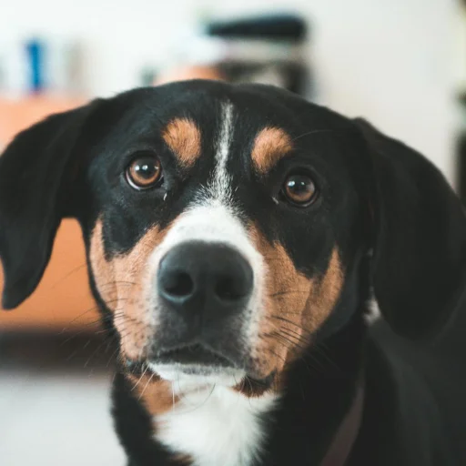 Entlebucher