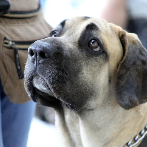 Fila Brasileiro