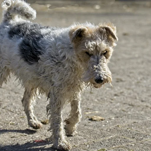 Fox Terrier de Pelo Duro