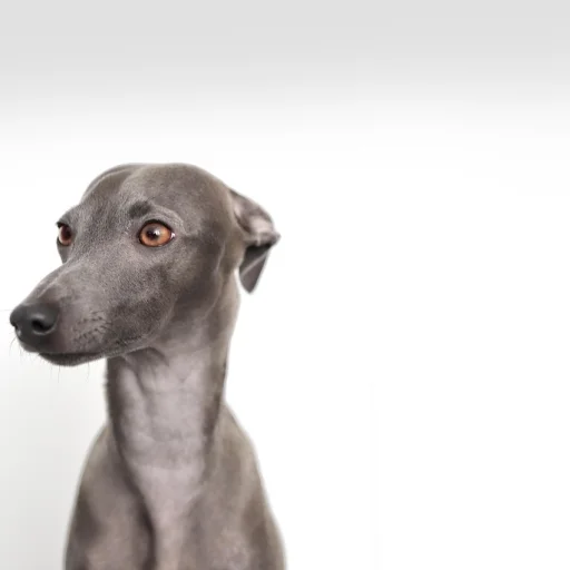 Galgo Italiano