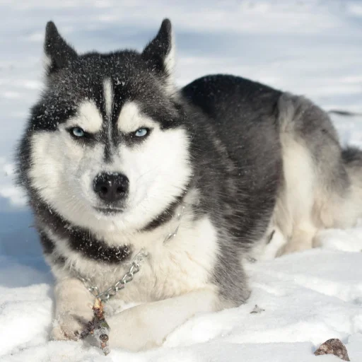Husky Siberiano