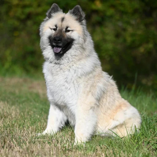 Keeshond
