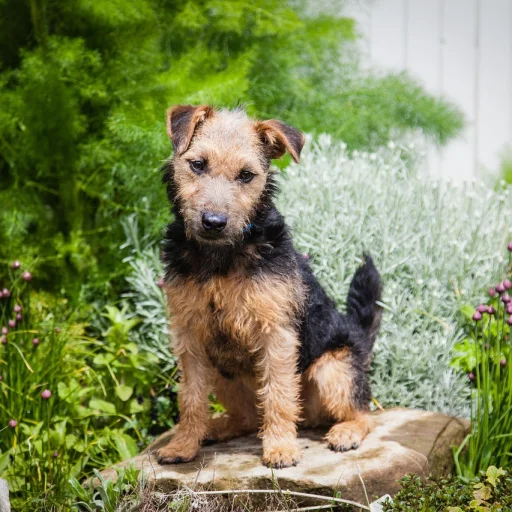 Lakeland Terrier