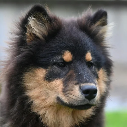 Lapphund Sueco