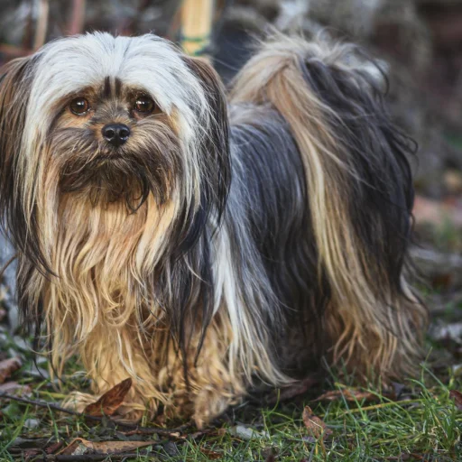 Lhasa Apso