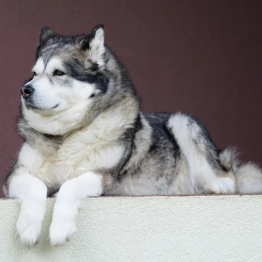 Malamute do Alasca