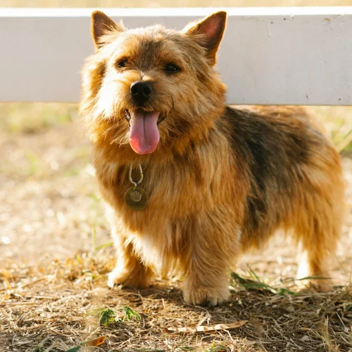 Norwich Terrier