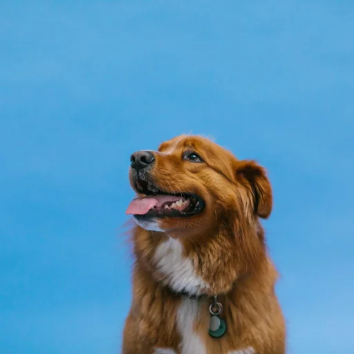 Nova Scotia Duck Tolling Retriever