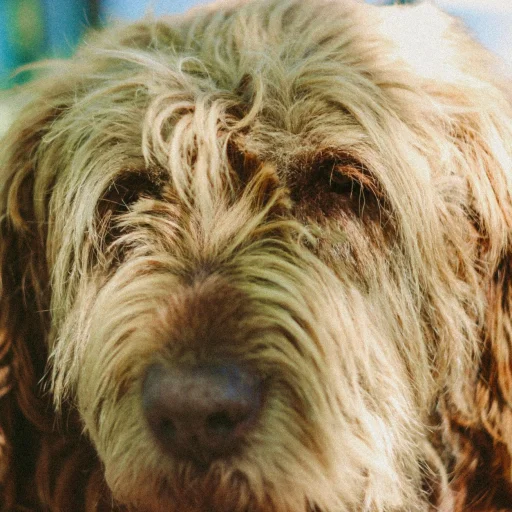 Otterhound
