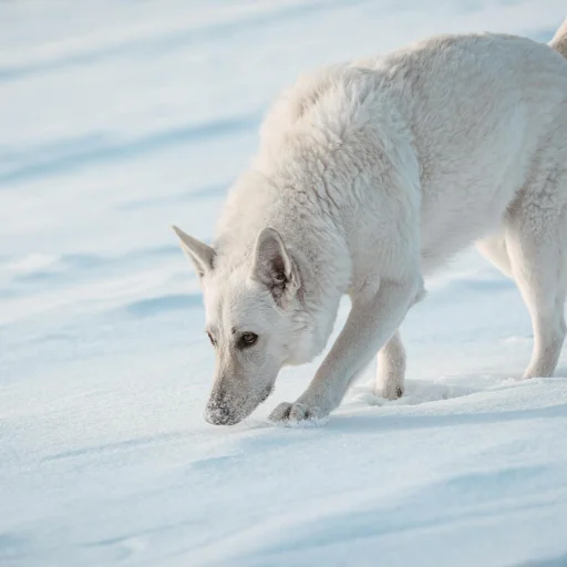 Pastor Maremano Abruzês