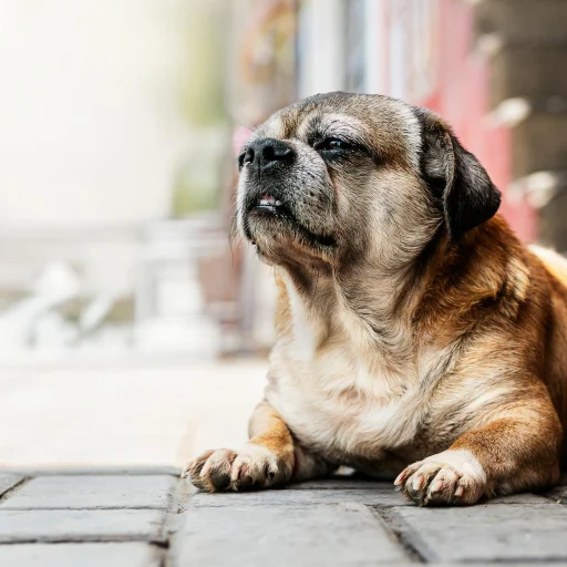 Perro Sin Pelo del Perú