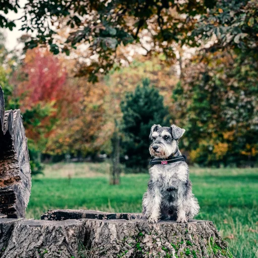 Schnauzer Miniatura