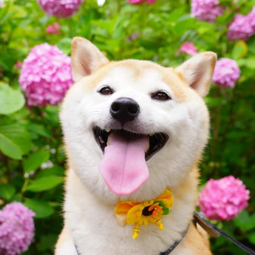 Shiba Inu