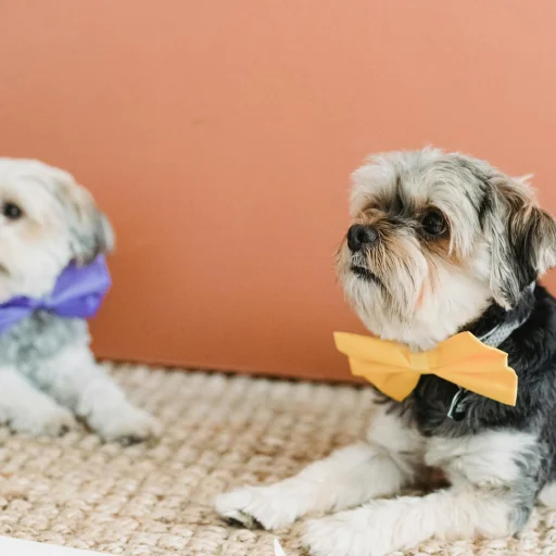 Soft Coated Wheaten Terrier
