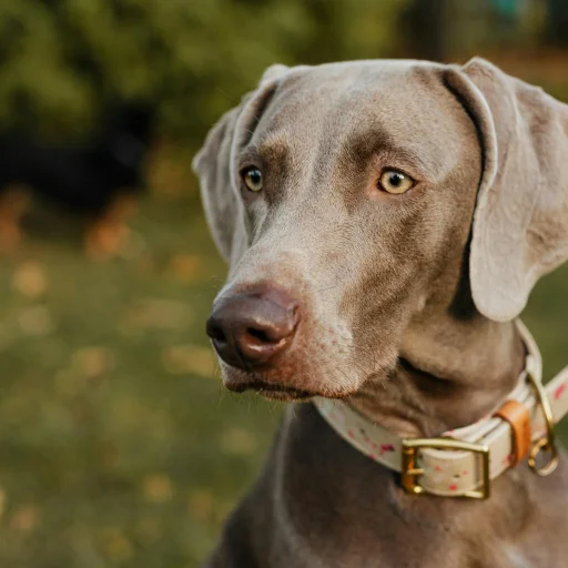 Weimaraner