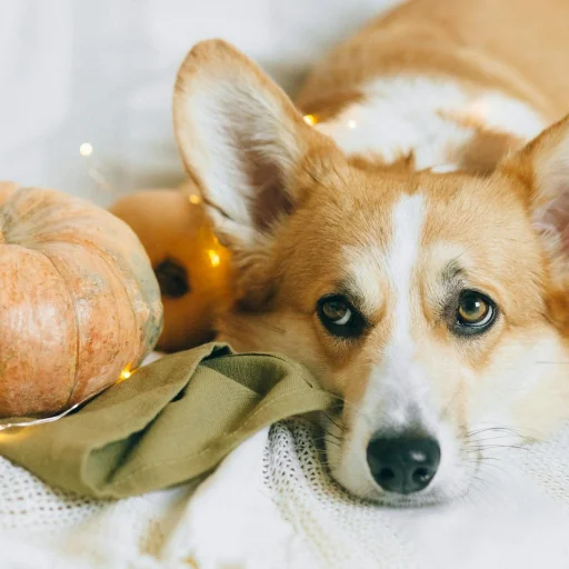 Welsh Corgi Cardigan
