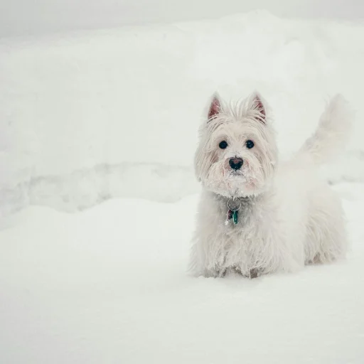 West Highland White Terrier