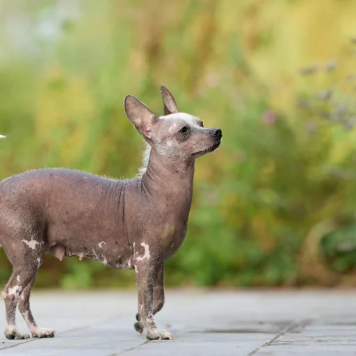 Xoloitzcuintli
